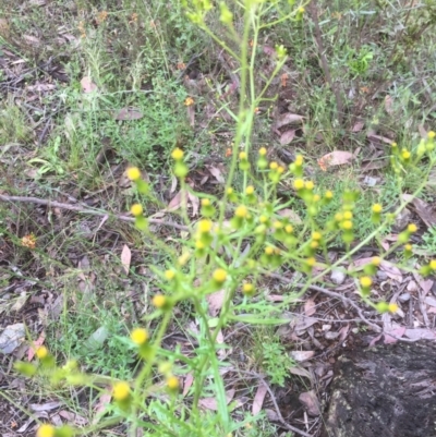 Senecio (genus) (A Fireweed) at Bruce, ACT - 21 Nov 2021 by JohnGiacon