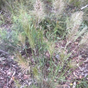 Austrostipa densiflora at Bruce, ACT - 21 Nov 2021