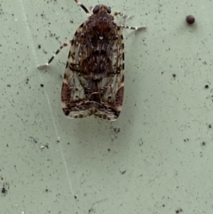 Dipsiathus obscurifrons (Achilid planthopper) at Paddys River, ACT - 21 Nov 2021 by Steve_Bok