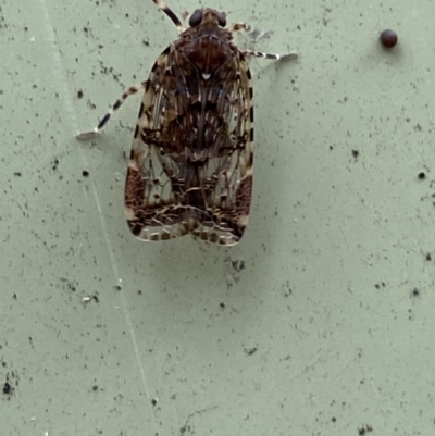 Dipsiathus obscurifrons (Achilid planthopper) at Paddys River, ACT - 21 Nov 2021 by SteveBorkowskis