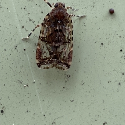 Dipsiathus obscurifrons (Achilid planthopper) at Paddys River, ACT - 21 Nov 2021 by Steve_Bok