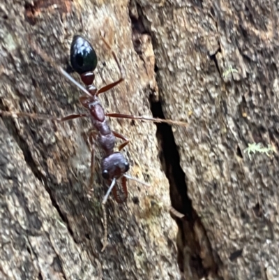 Myrmecia forficata (A Bull ant) at Paddys River, ACT - 21 Nov 2021 by Steve_Bok