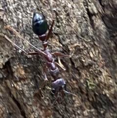 Myrmecia forficata at Paddys River, ACT - 21 Nov 2021 01:59 PM