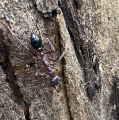 Myrmecia forficata at Paddys River, ACT - 21 Nov 2021 01:59 PM