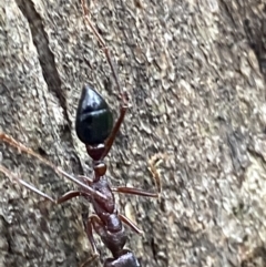 Myrmecia forficata at Paddys River, ACT - 21 Nov 2021 01:59 PM