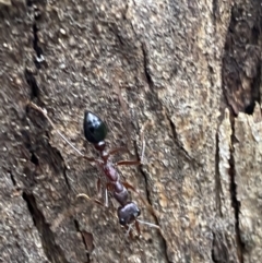 Myrmecia forficata at Paddys River, ACT - 21 Nov 2021 01:59 PM