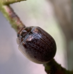 Paropsisterna m-fuscum (Eucalyptus Leaf Beetle) at Paddys River, ACT - 21 Nov 2021 by SteveBorkowskis