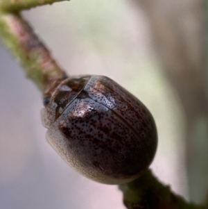 Paropsisterna m-fuscum at Paddys River, ACT - 21 Nov 2021