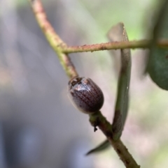 Paropsisterna m-fuscum at Paddys River, ACT - 21 Nov 2021