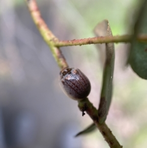 Paropsisterna m-fuscum at Paddys River, ACT - 21 Nov 2021 03:37 PM