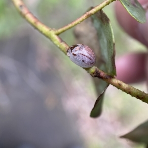 Paropsisterna m-fuscum at Paddys River, ACT - 21 Nov 2021