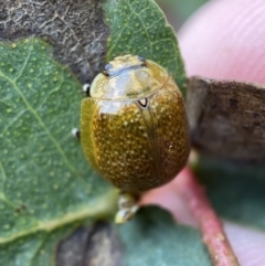 Paropsisterna cloelia (Eucalyptus variegated beetle) at Paddys River, ACT - 21 Nov 2021 by SteveBorkowskis