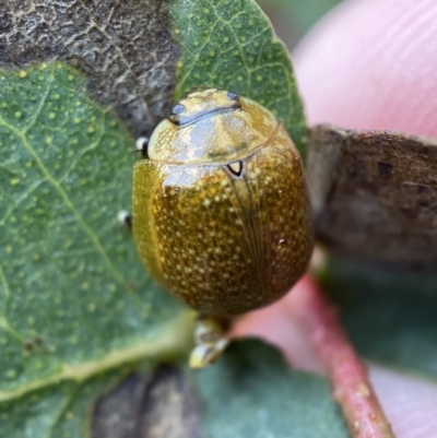 Paropsisterna cloelia (Eucalyptus variegated beetle) at Paddys River, ACT - 21 Nov 2021 by Steve_Bok