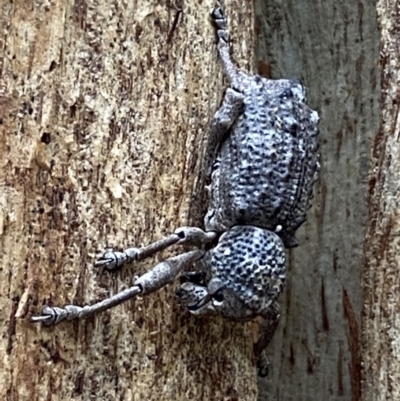Aterpodes sp. (genus) (Weevil) at Paddys River, ACT - 21 Nov 2021 by SteveBorkowskis