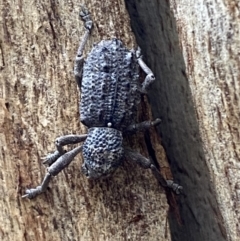 Aterpodes sp. (genus) at Paddys River, ACT - 21 Nov 2021