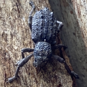 Aterpodes sp. (genus) at Paddys River, ACT - 21 Nov 2021