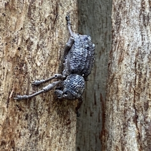 Aterpodes sp. (genus) at Paddys River, ACT - 21 Nov 2021