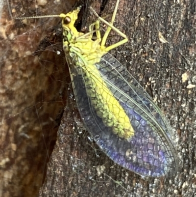 Chrysopidae (family) (Unidentified Green lacewing) at Tidbinbilla Nature Reserve - 21 Nov 2021 by Steve_Bok