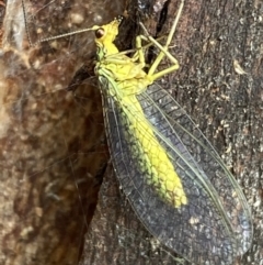 Chrysopidae (family) at Paddys River, ACT - 21 Nov 2021