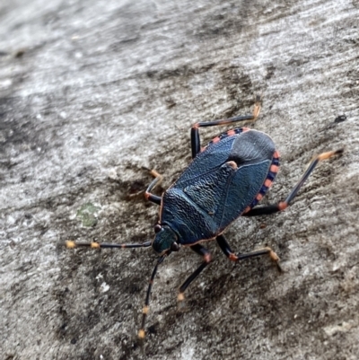 Notius depressus (Shield bug) at Tidbinbilla Nature Reserve - 21 Nov 2021 by Steve_Bok