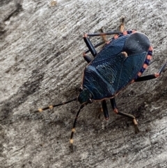 Notius depressus at Paddys River, ACT - 21 Nov 2021