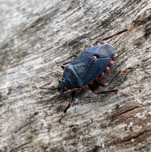 Notius depressus at Paddys River, ACT - 21 Nov 2021 01:21 PM