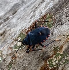 Notius depressus at Paddys River, ACT - 21 Nov 2021 01:21 PM