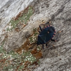 Notius depressus at Paddys River, ACT - 21 Nov 2021