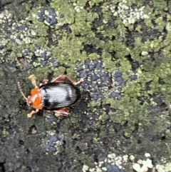 Arsipoda sp. (genus) at Paddys River, ACT - 21 Nov 2021 01:19 PM