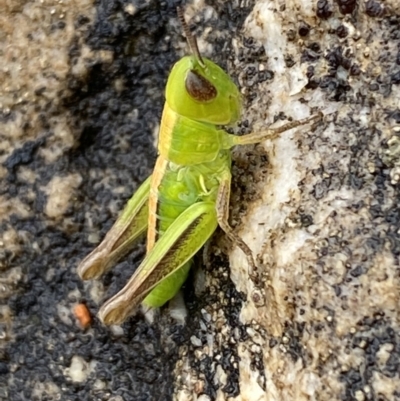 Praxibulus sp. (genus) (A grasshopper) at Paddys River, ACT - 21 Nov 2021 by SteveBorkowskis
