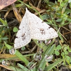 Dichromodes estigmaria (Pale Grey Heath Moth) at Paddys River, ACT - 21 Nov 2021 by SteveBorkowskis