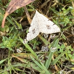 Dichromodes estigmaria at Paddys River, ACT - 21 Nov 2021 12:48 PM