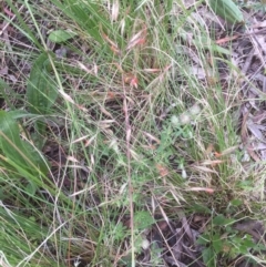 Rytidosperma pallidum (Red-anther Wallaby Grass) at Bruce, ACT - 21 Nov 2021 by jgiacon