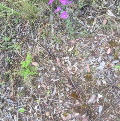 Thysanotus tuberosus subsp. tuberosus (Common Fringe-lily) at Flea Bog Flat to Emu Creek Corridor - 21 Nov 2021 by JohnGiacon