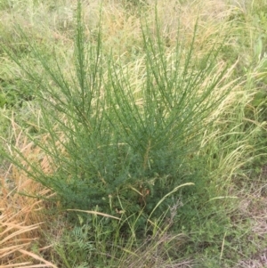 Cytisus scoparius subsp. scoparius at Aranda, ACT - 14 Nov 2021 11:24 AM