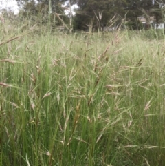 Nassella neesiana (Chilean Needlegrass) at Belconnen, ACT - 11 Nov 2021 by jgiacon