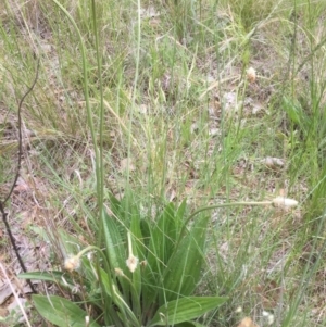 Plantago lanceolata at Bruce, ACT - 11 Nov 2021 03:49 PM