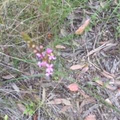 Stylidium (genus) (Trigger Plant) at Bruce, ACT - 11 Nov 2021 by JohnGiacon