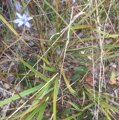 Dianella sp. (Flax Lily) at Bruce, ACT - 11 Nov 2021 by JohnGiacon