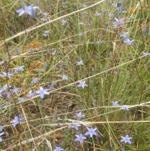 Dianella sp. at Bruce, ACT - 11 Nov 2021 03:29 PM