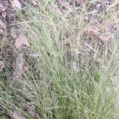 Nassella trichotoma (Serrated Tussock) at Emu Creek - 10 Nov 2021 by jgiacon