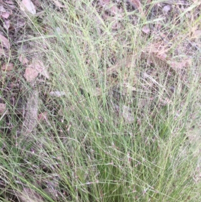 Nassella trichotoma (Serrated Tussock) at Emu Creek - 10 Nov 2021 by jgiacon