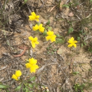 Goodenia pinnatifida at Belconnen, ACT - 11 Nov 2021