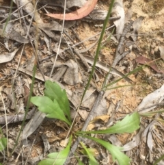 Goodenia pinnatifida at Belconnen, ACT - 11 Nov 2021