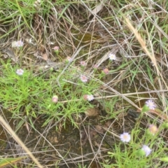 Vittadinia muelleri (Narrow-leafed New Holland Daisy) at Belconnen, ACT - 10 Nov 2021 by JohnGiacon