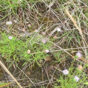 Vittadinia muelleri at Belconnen, ACT - 10 Nov 2021