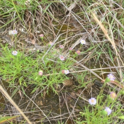 Vittadinia muelleri (Narrow-leafed New Holland Daisy) at Flea Bog Flat to Emu Creek Corridor - 10 Nov 2021 by JohnGiacon
