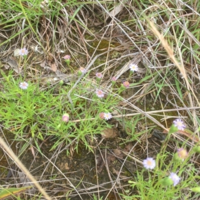Vittadinia muelleri (Narrow-leafed New Holland Daisy) at Belconnen, ACT - 10 Nov 2021 by JohnGiacon