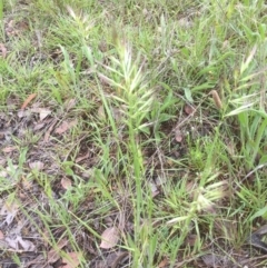 Rytidosperma sp. (Wallaby Grass) at Emu Creek - 10 Nov 2021 by jgiacon