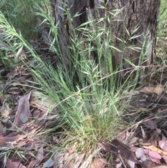 Rytidosperma sp. (Wallaby Grass) at Flea Bog Flat to Emu Creek Corridor - 6 Nov 2021 by JohnGiacon
